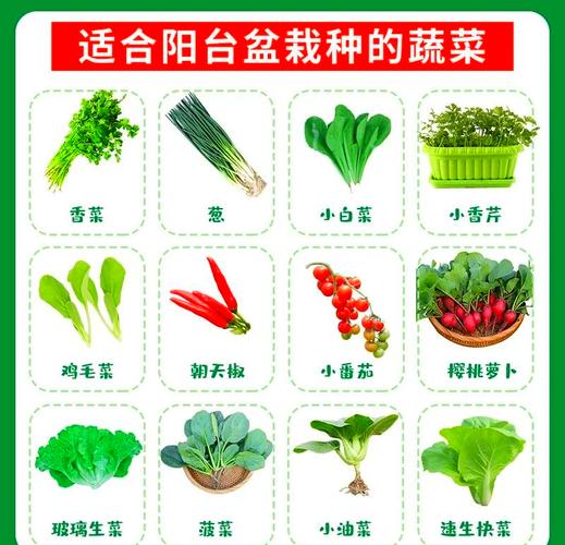 青菜种植技术视频,新手能快速学会吗?-图2 青菜种植技术视频,新手能快速学会吗?-图2