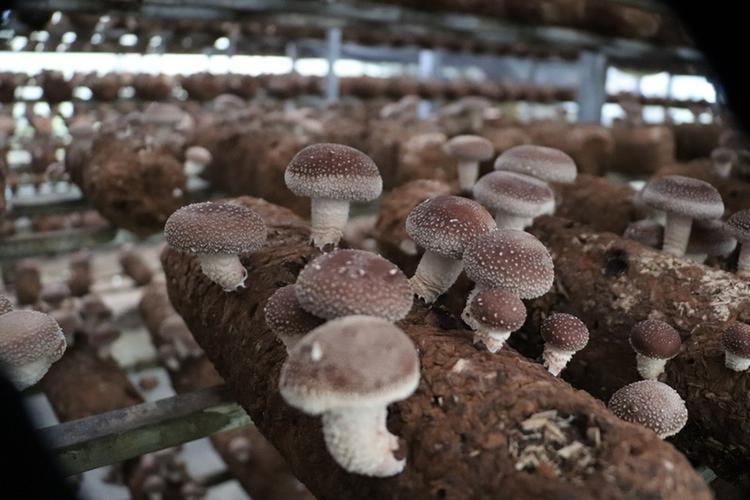 香菇高产栽培技术视频要点有哪些?-图3 香菇高产栽培技术视频要点有哪些?-图3