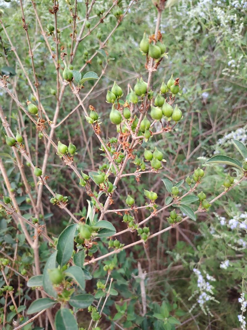 连翘2025年价格会涨还是跌?-图2 连翘2025年价格会涨还是跌?-图2