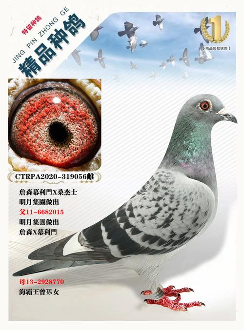 2025年肉鸽品种如何选?最优品种是哪个?-图3 2025年肉鸽品种如何选?最优品种是哪个?-图3