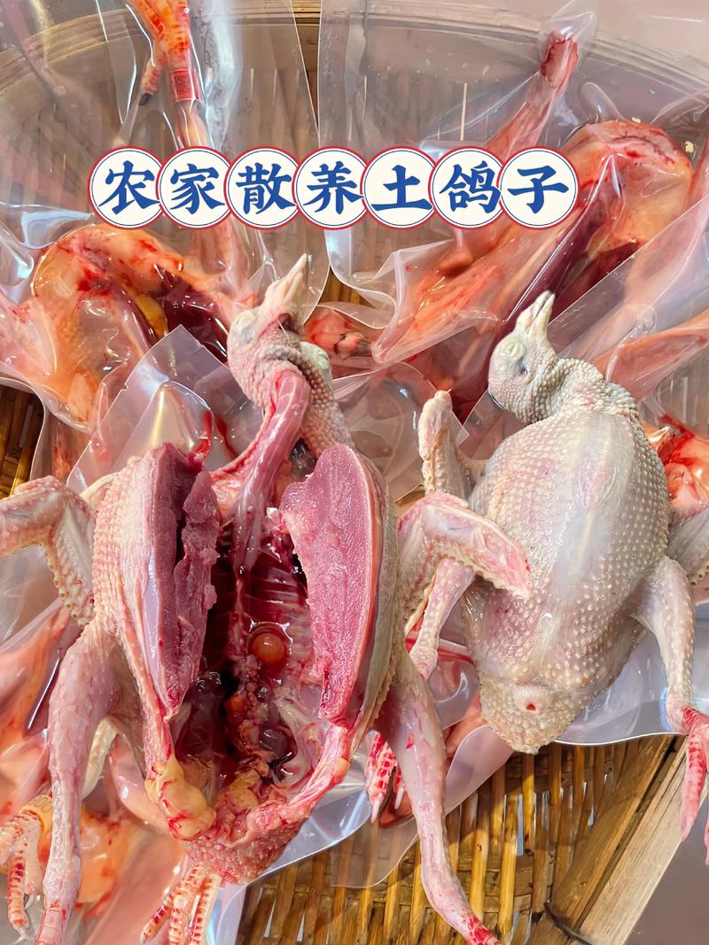 2025年肉鸽品种如何选?最优品种是哪个?-图2 2025年肉鸽品种如何选?最优品种是哪个?-图2