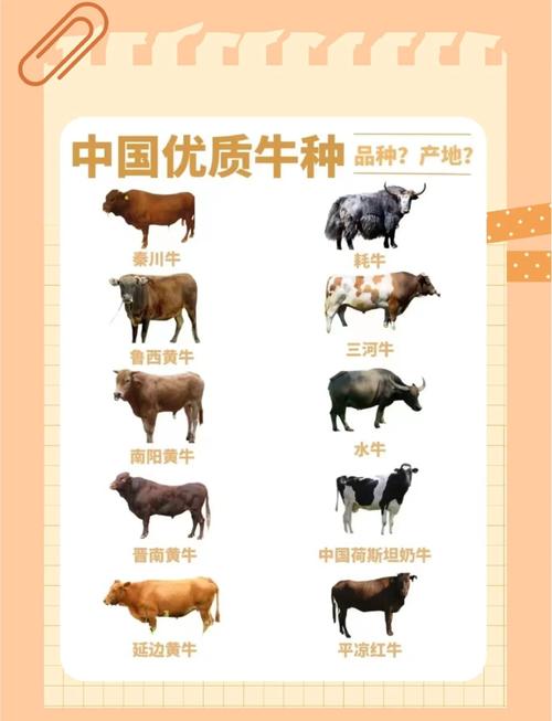 2025年养牛，哪个肉牛品种最赚钱？-图2