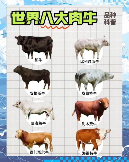 2025年养牛，哪个肉牛品种最赚钱？-图3