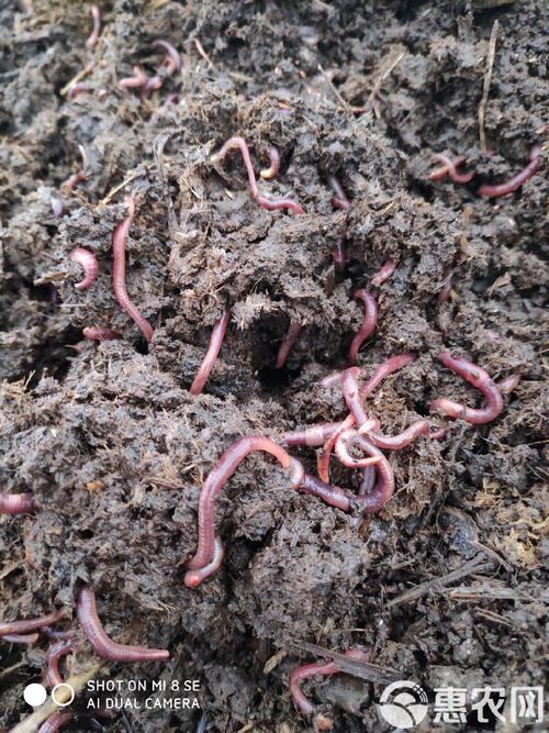牛粪养蚯蚓的技术视频-图2 牛粪养蚯蚓的技术视频-图2