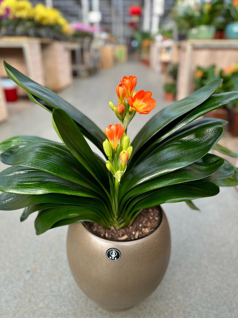 君子兰与兰花,哪个品种更优?-图2 君子兰与兰花,哪个品种更优?-图2