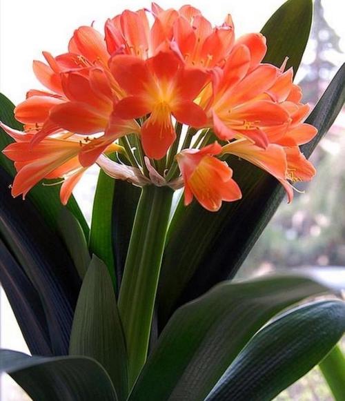 君子兰与兰花，哪个品种更优？-图3