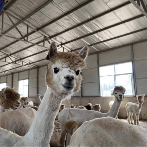 羊驼养殖视频全,新手能学会吗?-图1 羊驼养殖视频全,新手能学会吗?-图1