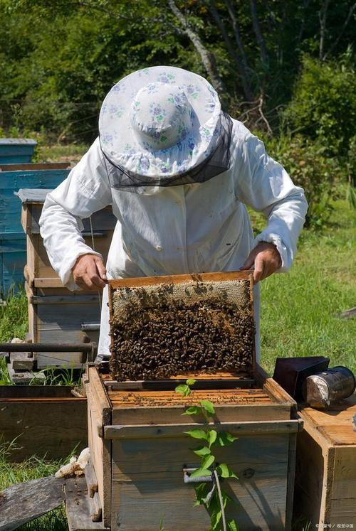 陕西蜜蜂养殖视频技术如何高效应用？-图3