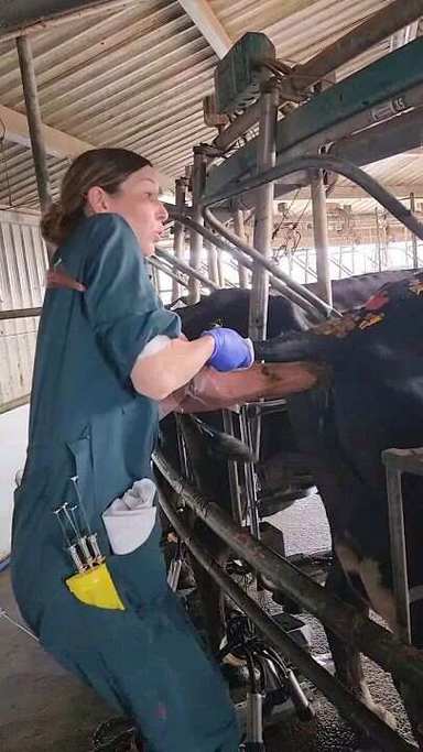 母牛人工受精技术关键步骤有哪些？-图3