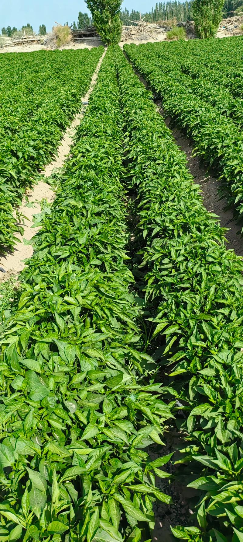 2025年辣椒价格会涨还是会跌？-图3