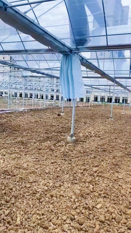 冬天塑料大棚管理技术有哪些关键要点？-图3