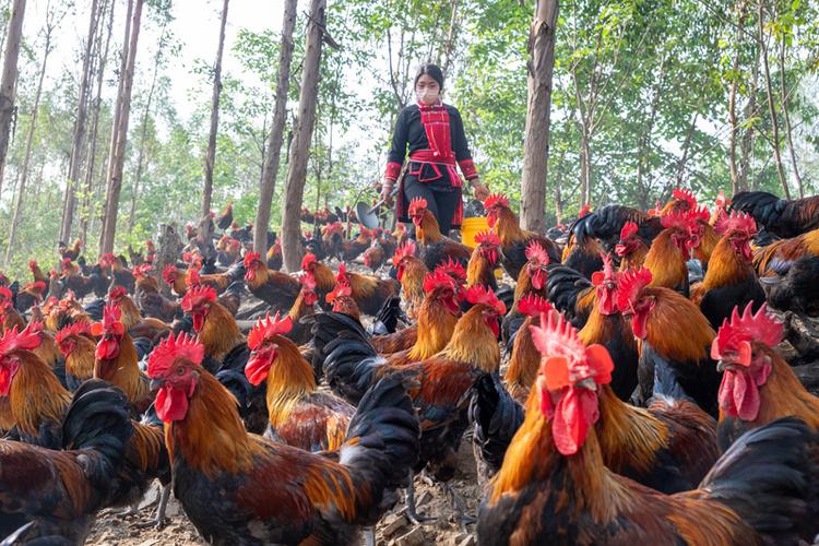 林下养鸡关键技术有哪些?-图3 林下养鸡关键技术有哪些?-图3