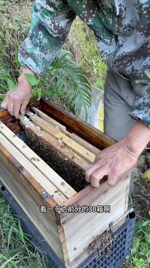 养蜜蜂技术视频2,如何掌握核心养蜂技巧?-图2 养蜜蜂技术视频2,如何掌握核心养蜂技巧?-图2