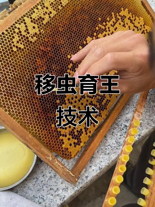 养蜜蜂技术视频2,如何掌握核心养蜂技巧?-图3 养蜜蜂技术视频2,如何掌握核心养蜂技巧?-图3