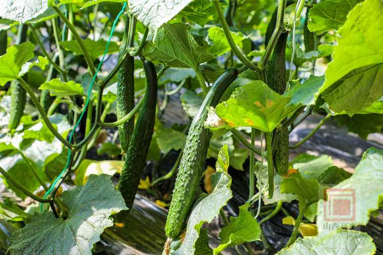 东北大棚黄瓜种植技术要点有哪些?-图2 东北大棚黄瓜种植技术要点有哪些?-图2
