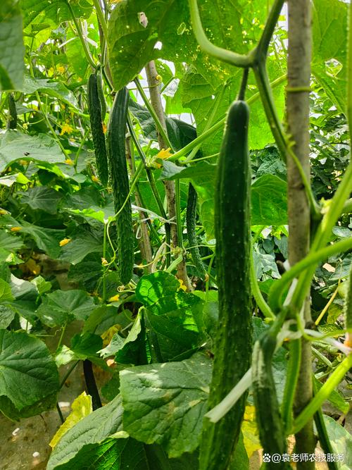 东北大棚黄瓜种植技术要点有哪些?-图3 东北大棚黄瓜种植技术要点有哪些?-图3