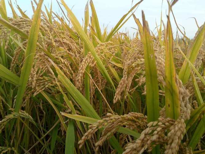 黑龙江水稻垦粳3品种有何优势?-图3 黑龙江水稻垦粳3品种有何优势?-图3