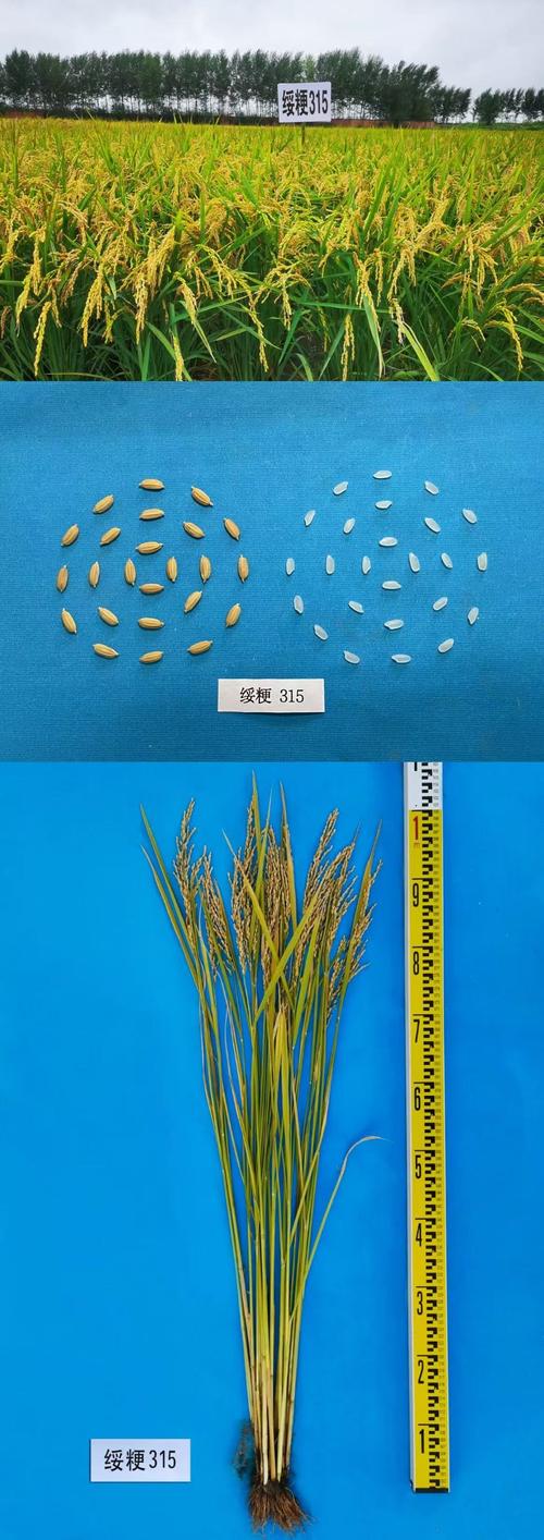 黑龙江水稻垦粳3品种有何优势?-图1 黑龙江水稻垦粳3品种有何优势?-图1