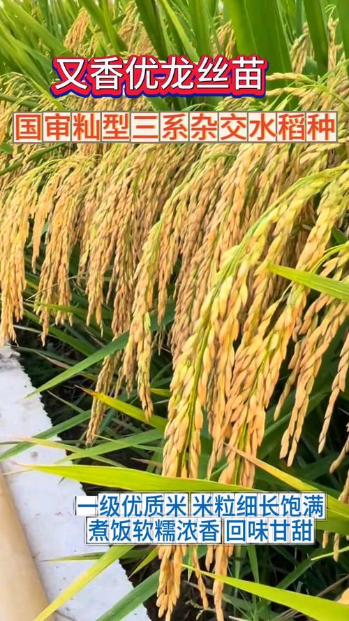 黑龙江水稻垦粳3品种有何优势？-图2