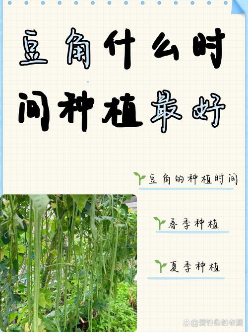 豇豆种植技术相关推荐-图3 豇豆种植技术相关推荐-图3