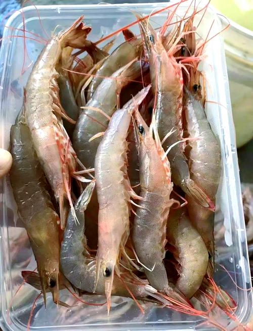 清虾和沙虾是同一品种吗?-图1 清虾和沙虾是同一品种吗?-图1