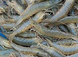 清虾和沙虾是同一品种吗?-图3 清虾和沙虾是同一品种吗?-图3