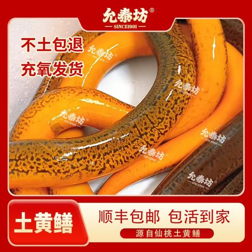 2025年仙桃鳝鱼价格-图1 2025年仙桃鳝鱼价格-图1