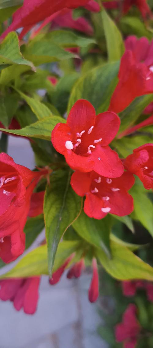 红王子锦带如何高效繁殖？-图3