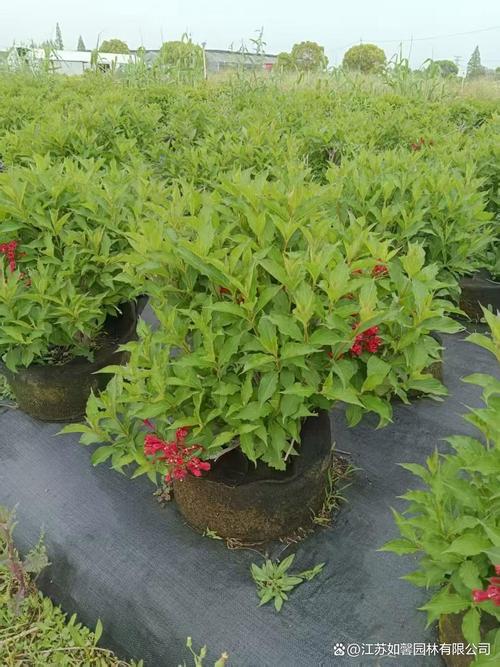 红王子锦带如何高效繁殖？-图2