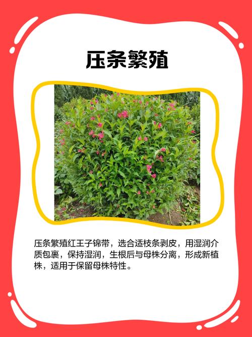 红王子锦带如何高效繁殖？-图1