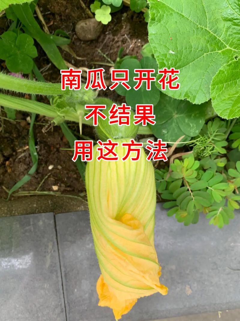 南瓜种植视频有哪些关键技术要点?-图1 南瓜种植视频有哪些关键技术要点?-图1