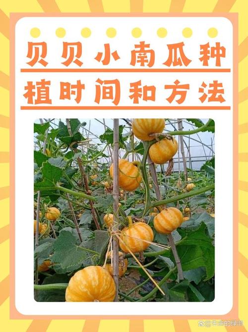 南瓜种植视频有哪些关键技术要点?-图2 南瓜种植视频有哪些关键技术要点?-图2