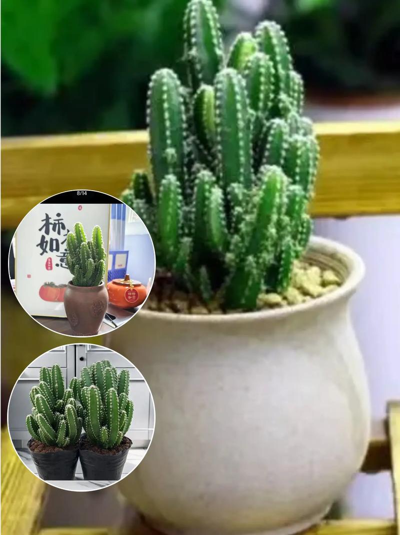 迷你仙人掌品种万重山-图3