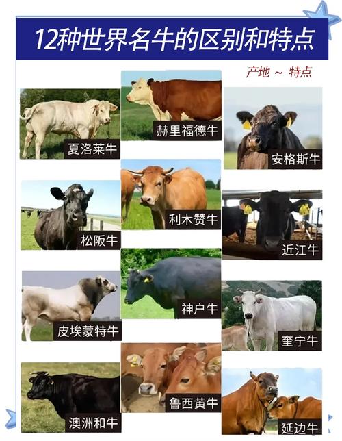 肉牛饲养管理技术要点有哪些？-图3