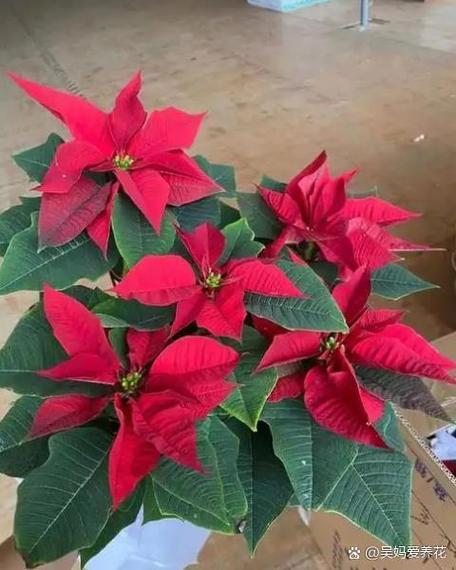 一品红红色品种好在哪?-图1 一品红红色品种好在哪?-图1