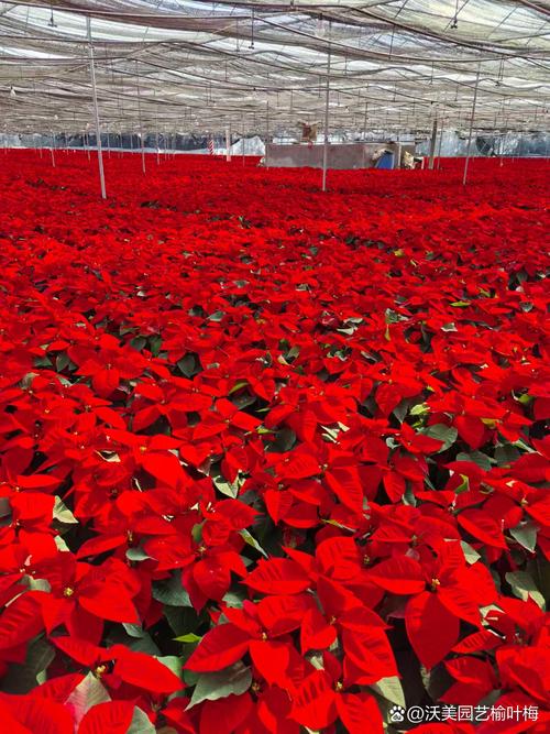 一品红红色品种好在哪?-图2 一品红红色品种好在哪?-图2