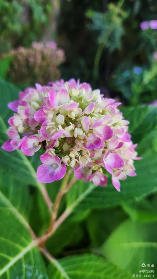 九月份有什么草花品种-图2