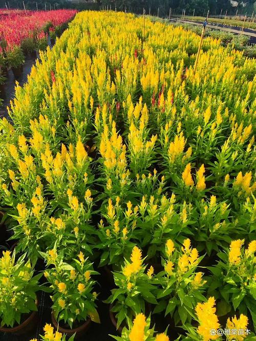 九月份有什么草花品种-图3