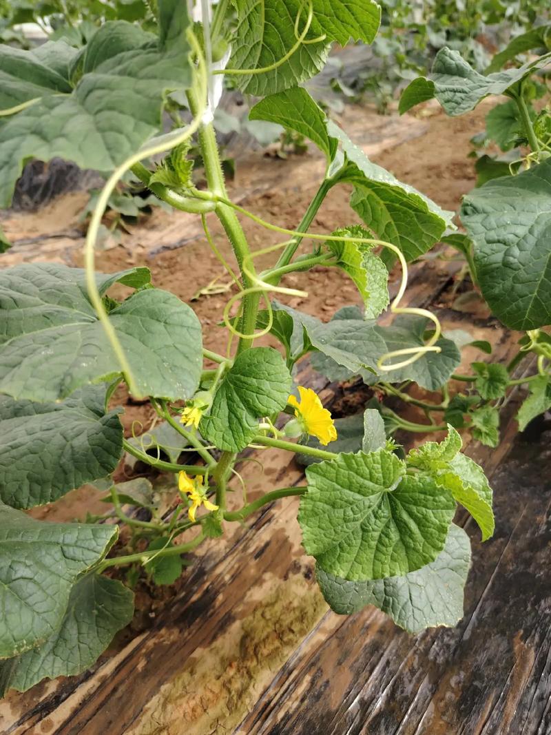 甜瓜施肥浇水管理技术-图2 甜瓜施肥浇水管理技术-图2