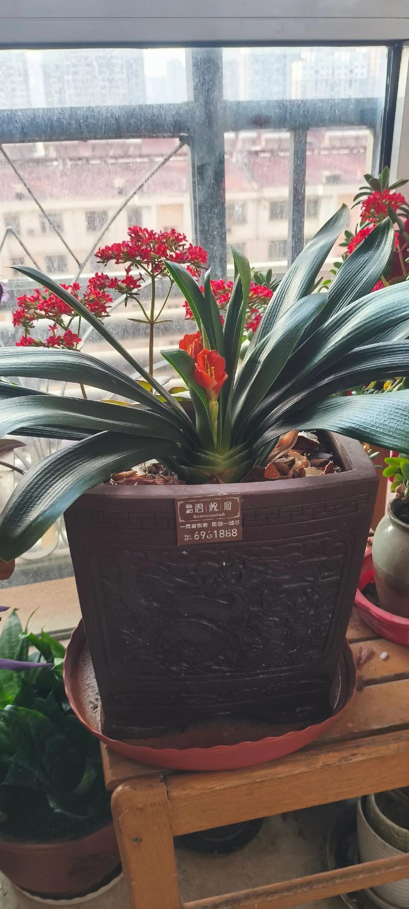 一盆多栽君子兰,品种如何区分养护?-图1 一盆多栽君子兰,品种如何区分养护?-图1