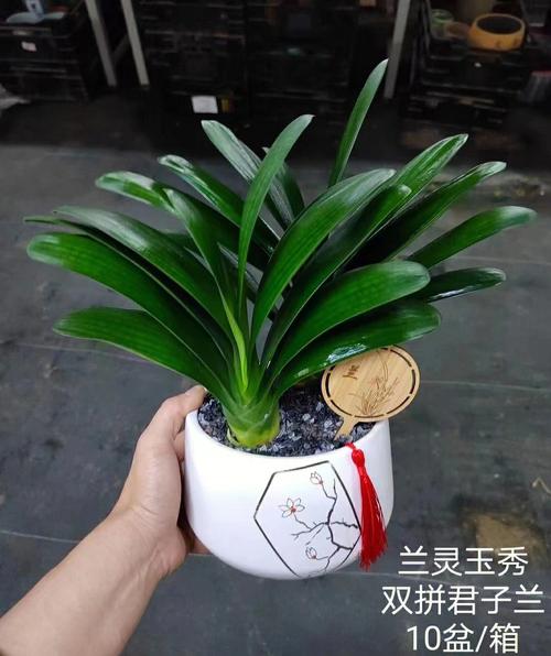 一盆多栽君子兰,品种如何区分养护?-图3 一盆多栽君子兰,品种如何区分养护?-图3