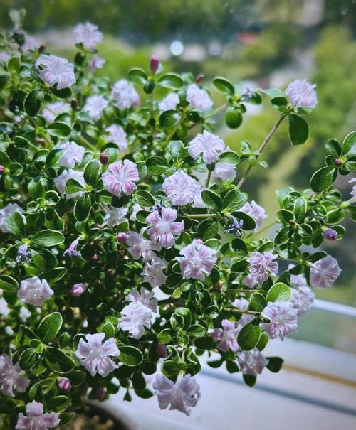 六月雪是哪种花的品种?-图2 六月雪是哪种花的品种?-图2