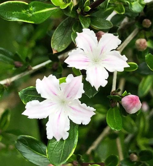 六月雪是哪种花的品种?-图3 六月雪是哪种花的品种?-图3