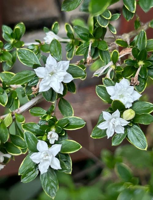 六月雪是哪种花的品种?-图1 六月雪是哪种花的品种?-图1