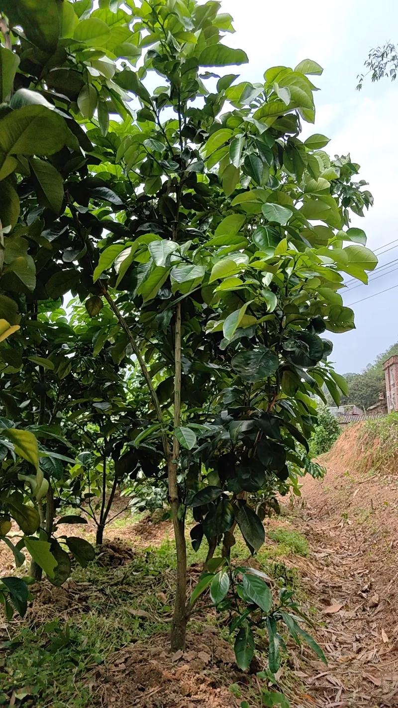 北方种柚子树苗，技术难点怎么解决？-图3