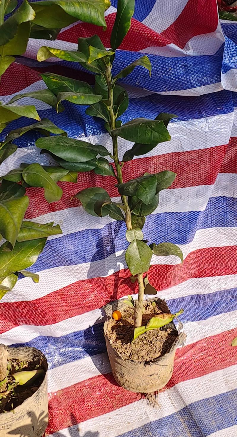 北方种柚子树苗，技术难点怎么解决？-图1