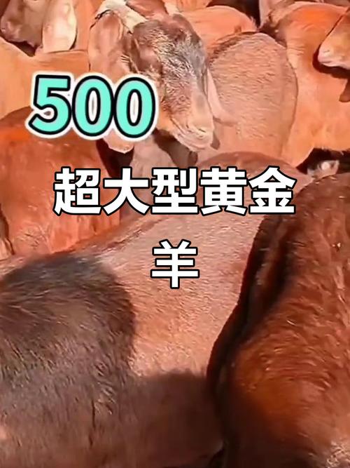 羊的体重哪个品种最小?-图2 羊的体重哪个品种最小?-图2