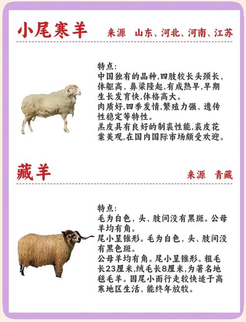 羊的体重哪个品种最小?-图1 羊的体重哪个品种最小?-图1