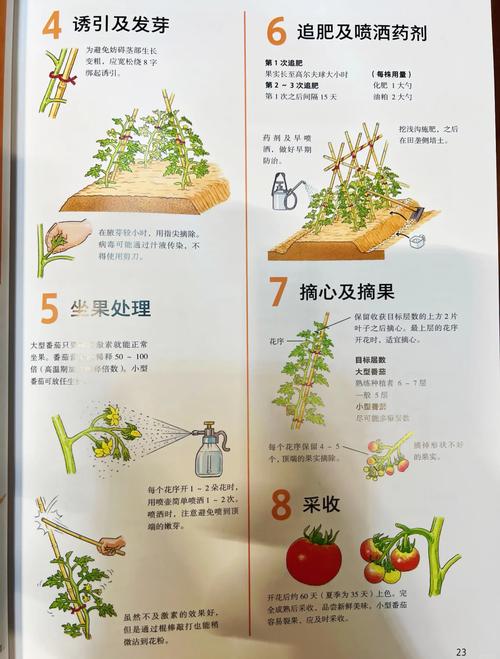 番茄种植技术要点有哪些?-图1 番茄种植技术要点有哪些?-图1