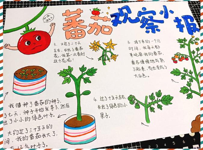 番茄种植技术要点有哪些?-图2 番茄种植技术要点有哪些?-图2